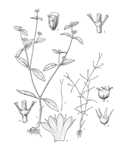 Natural compounds from  Hedyotis diffusa